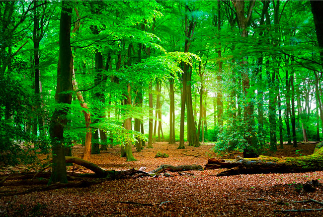 Fotomurales vinilos árboles en el bosque